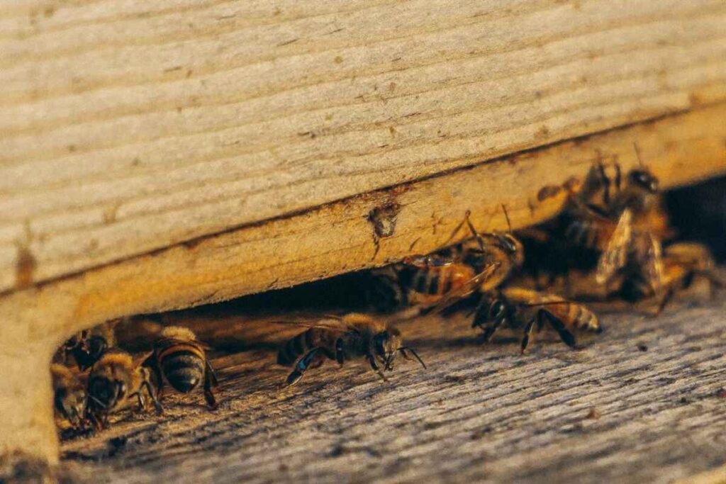 Skill Termite