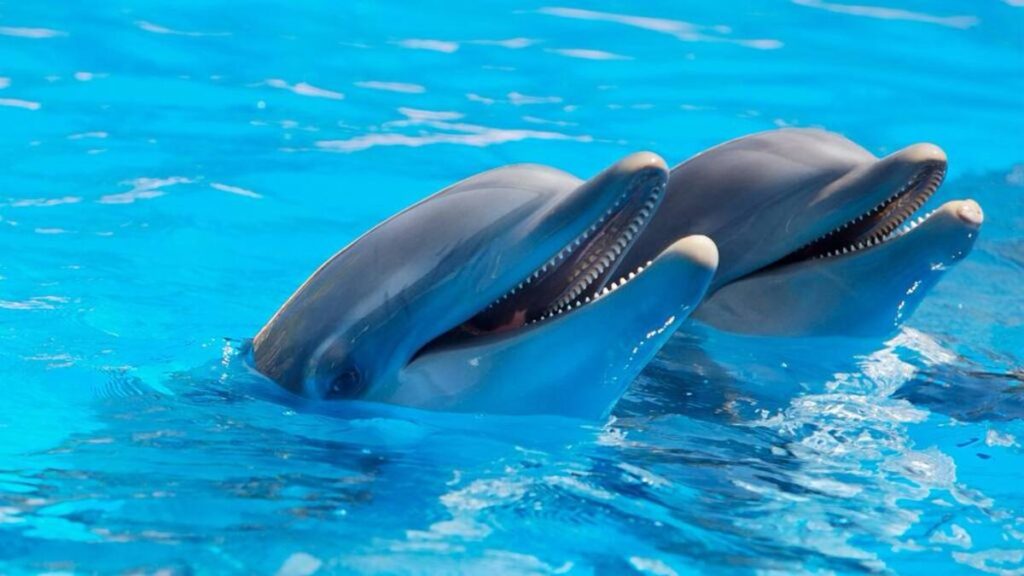 Dolphin Discovery