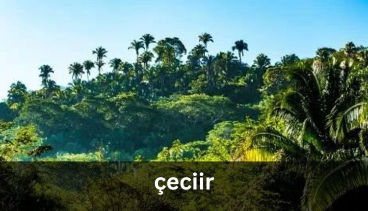 Çeciir