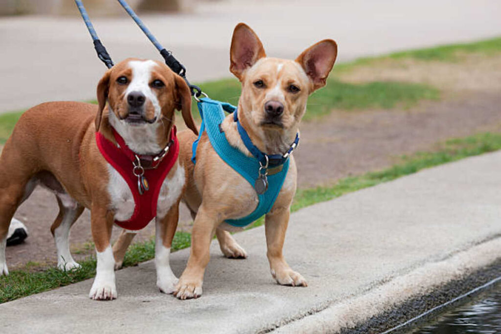 designer dog harnesses