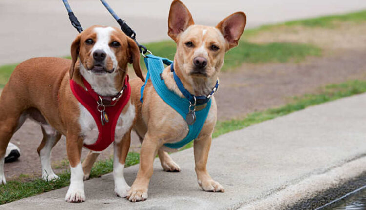 designer dog harnesses