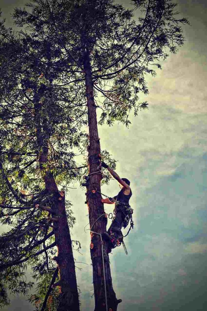 Tree Trimming