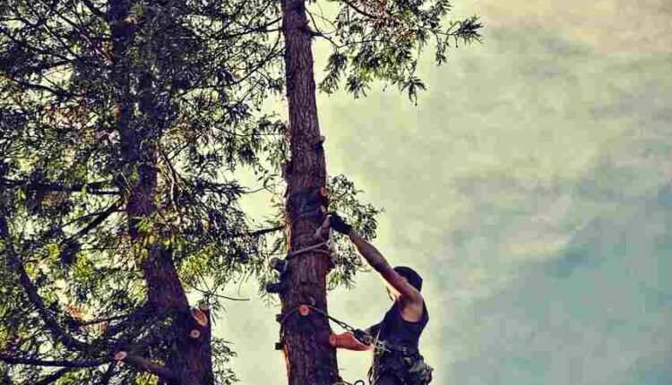 Tree Trimming