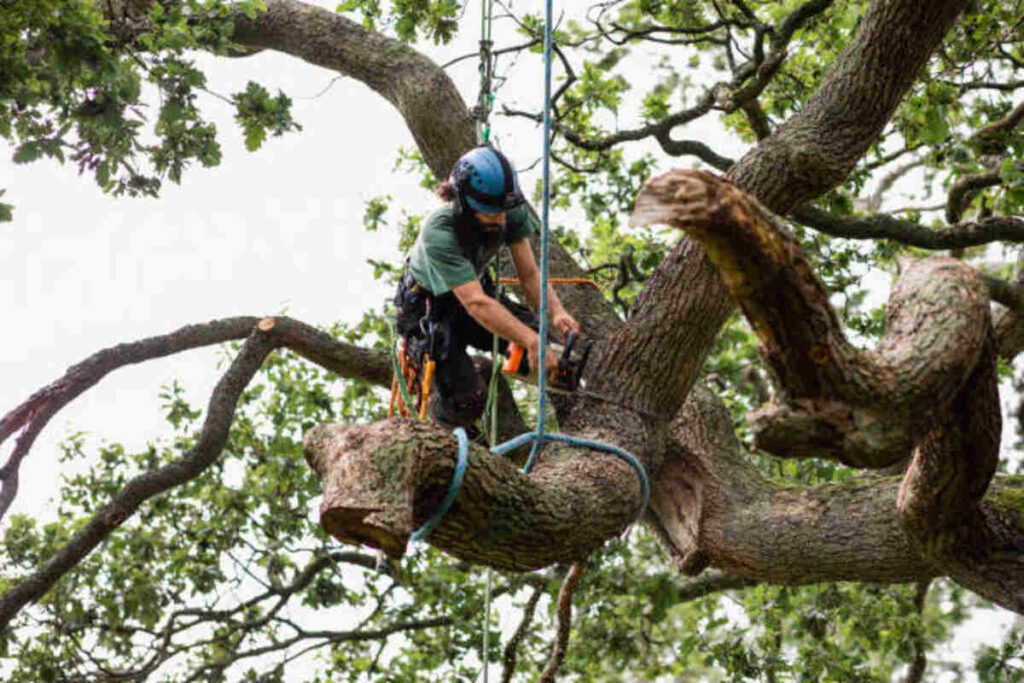 morgan hill tree removal
