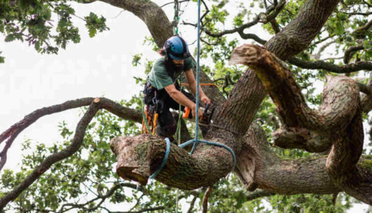 morgan hill tree removal