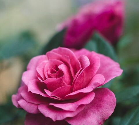 The Best Place to Buy Roses in Riga