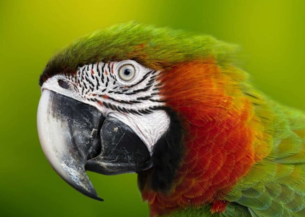Being familiar with African Grey Parrot Behaviour