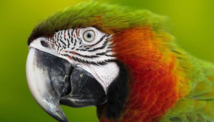 Being familiar with African Grey Parrot Behaviour