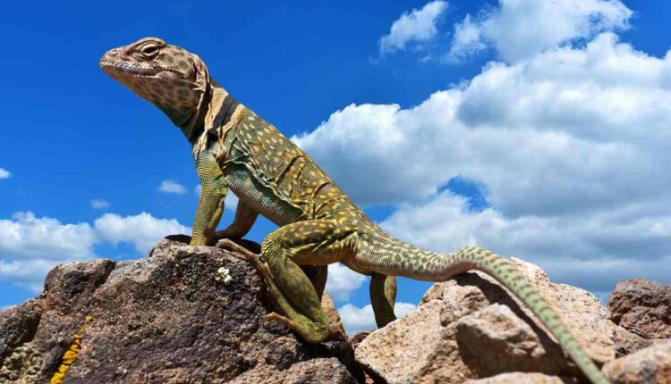 Caring for Your Australian Frilled Dragon