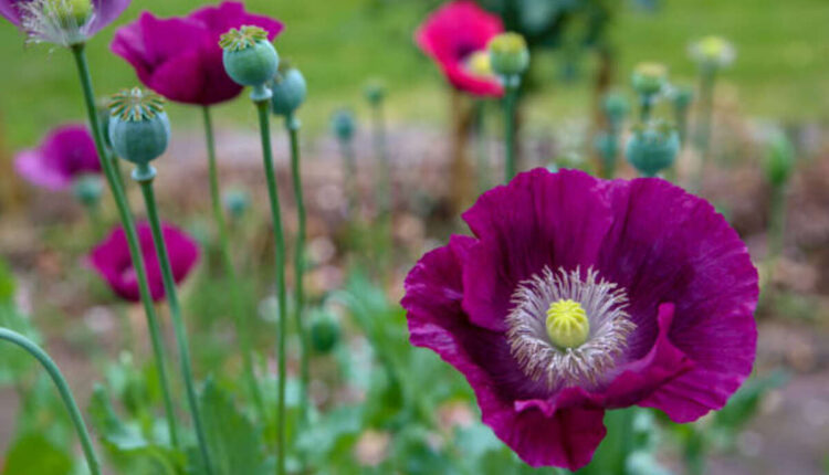 hdd poppy pods